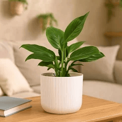 Desktop and Table Plants
